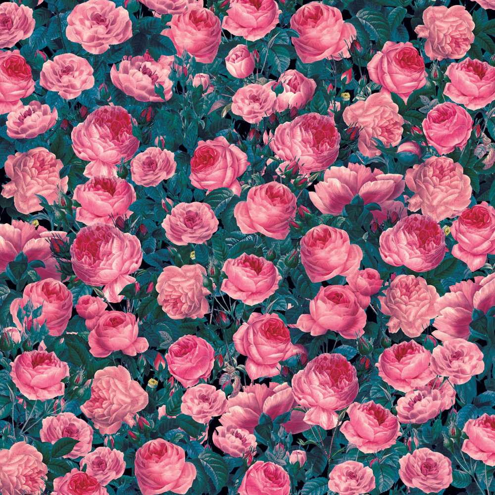 Preview: Cricut 2006780 Infusible Ink Transferfolie cabbage rose